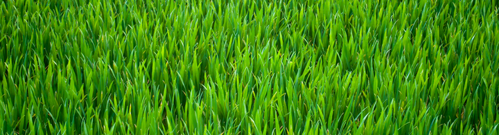 grass