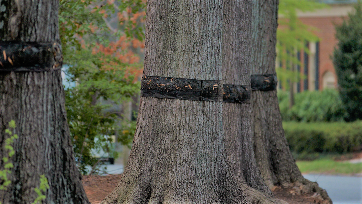 Tree Banding Services in Charlotte, NC Vision Green