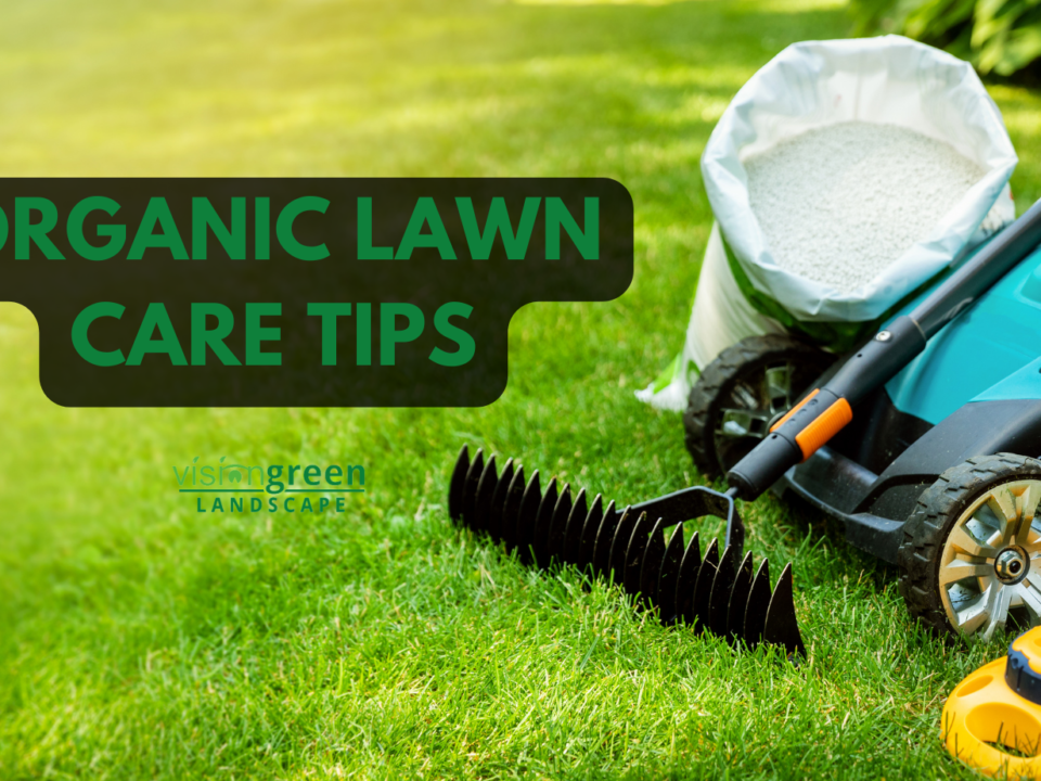 best lawn care tips for organic