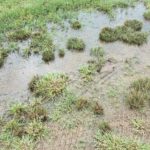 yard drainage issues