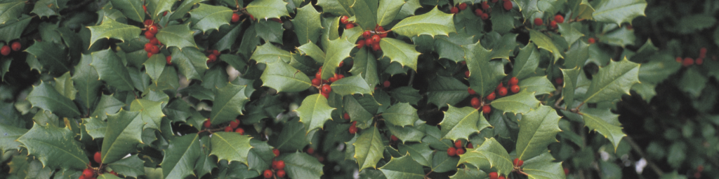 native plants Charlotte NC