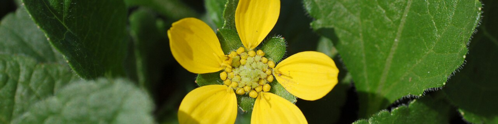 drought tolerant plants NC