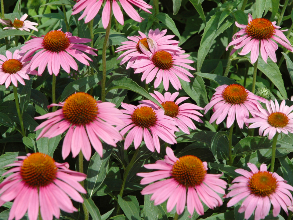 best plants for Charlotte yards