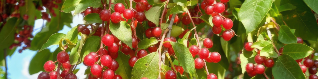 Native Plants for Charlotte Landscapes