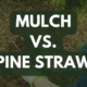 mulch or pine straw for flower beds