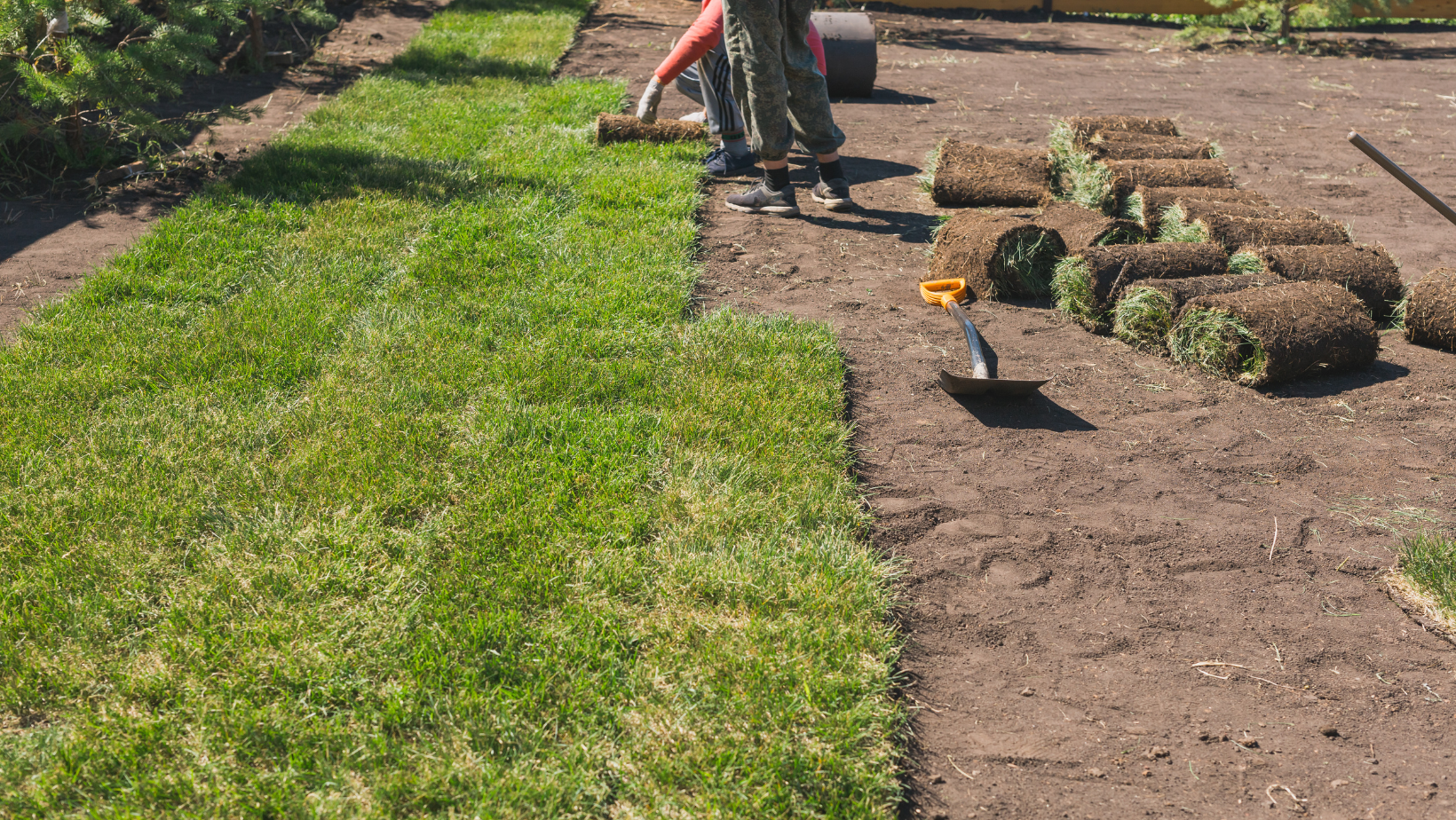 Charlotte Sod Installer rolling out fresh turf